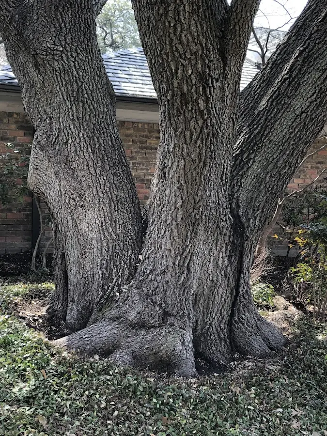 Mature heritage tree close to a Fort Washakie property cared for by certified arborists